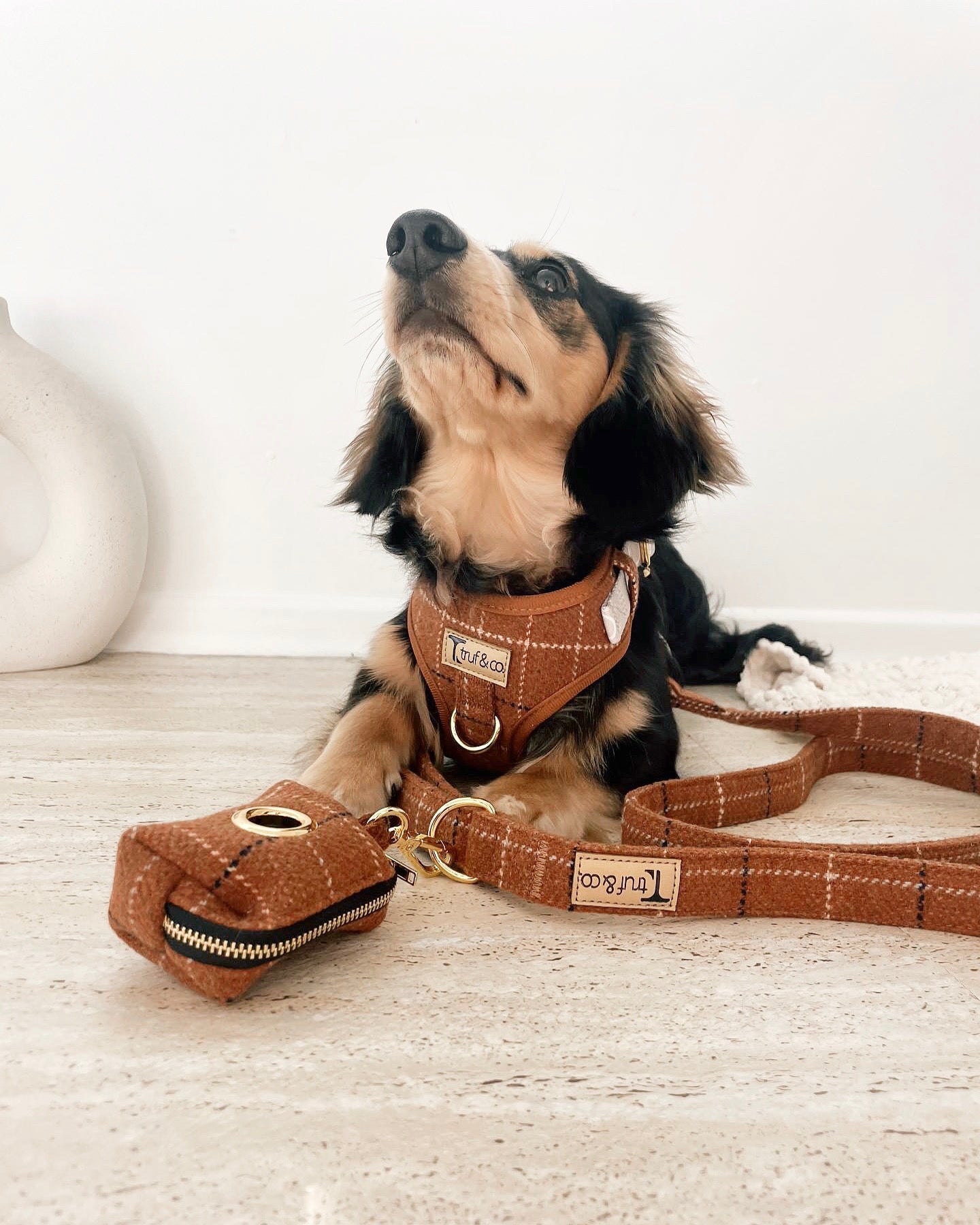 The Frenchie Adjustable Dog Harness