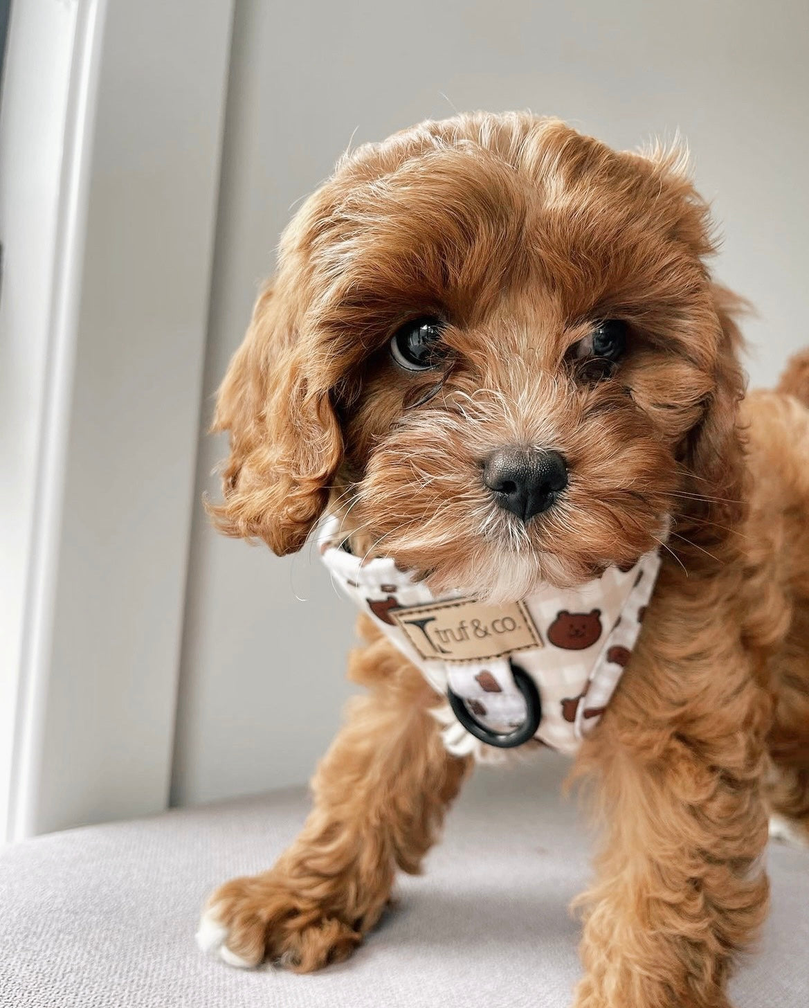 Cavi Adjustable Dog Harness