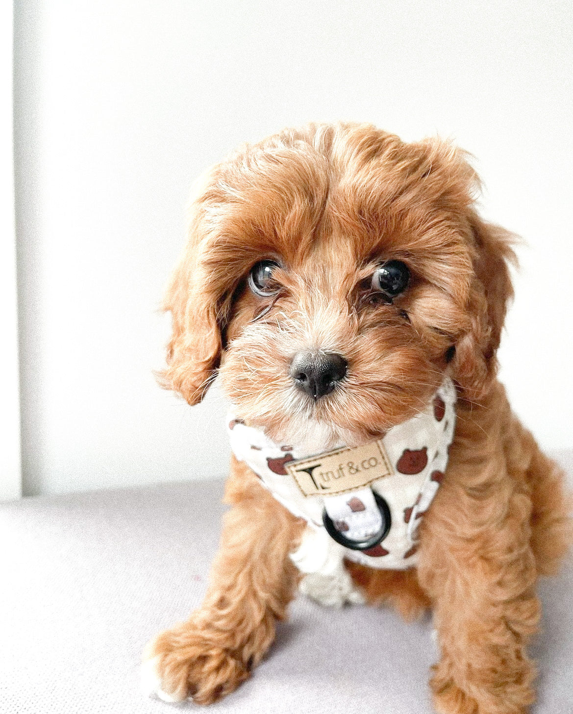 Cavi Adjustable Dog Harness