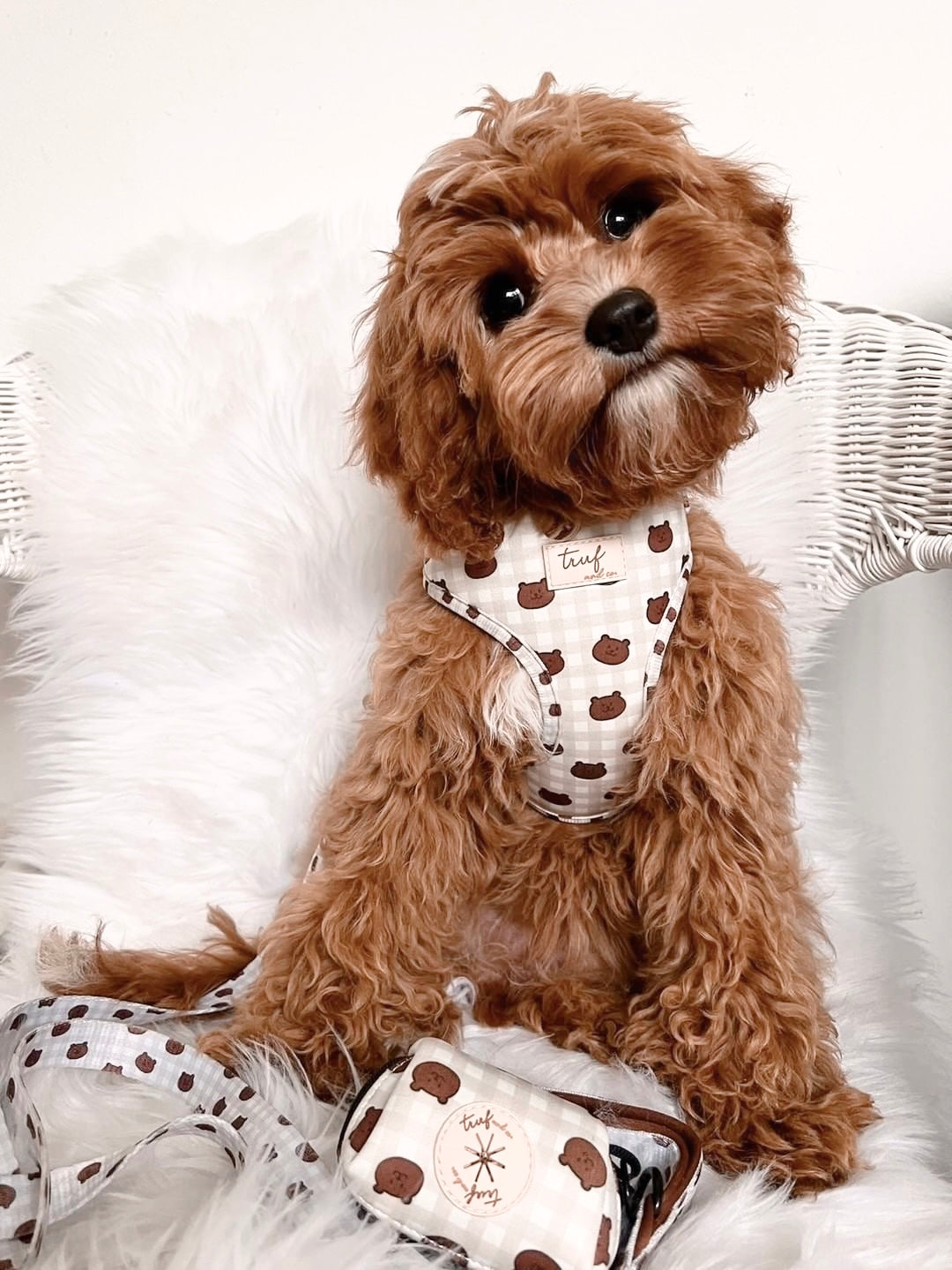 Cavi Adjustable Dog Harness