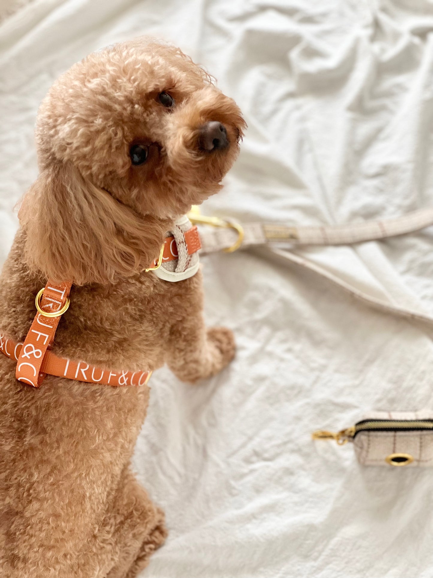 The Frenchie Adjustable Dog Harness