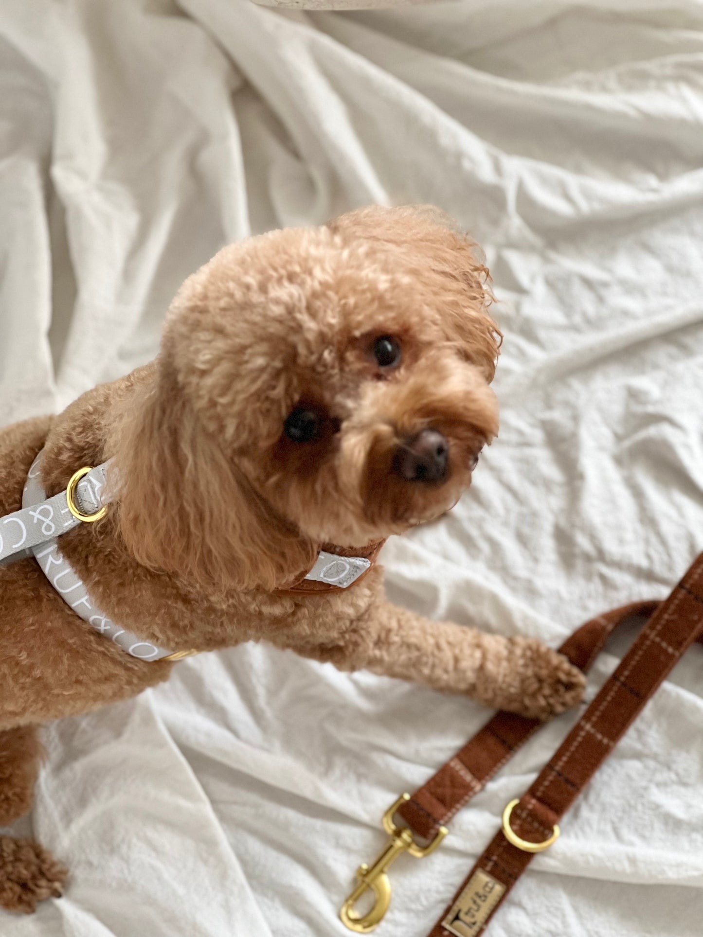 The Frenchie Adjustable Dog Harness