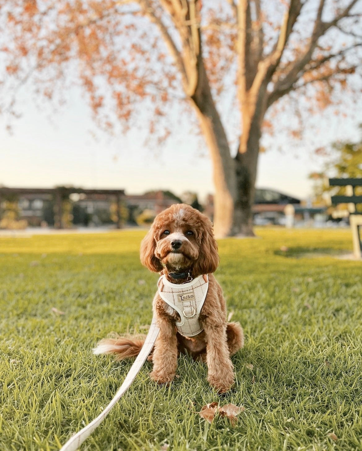 The Frenchie Adjustable Dog Harness