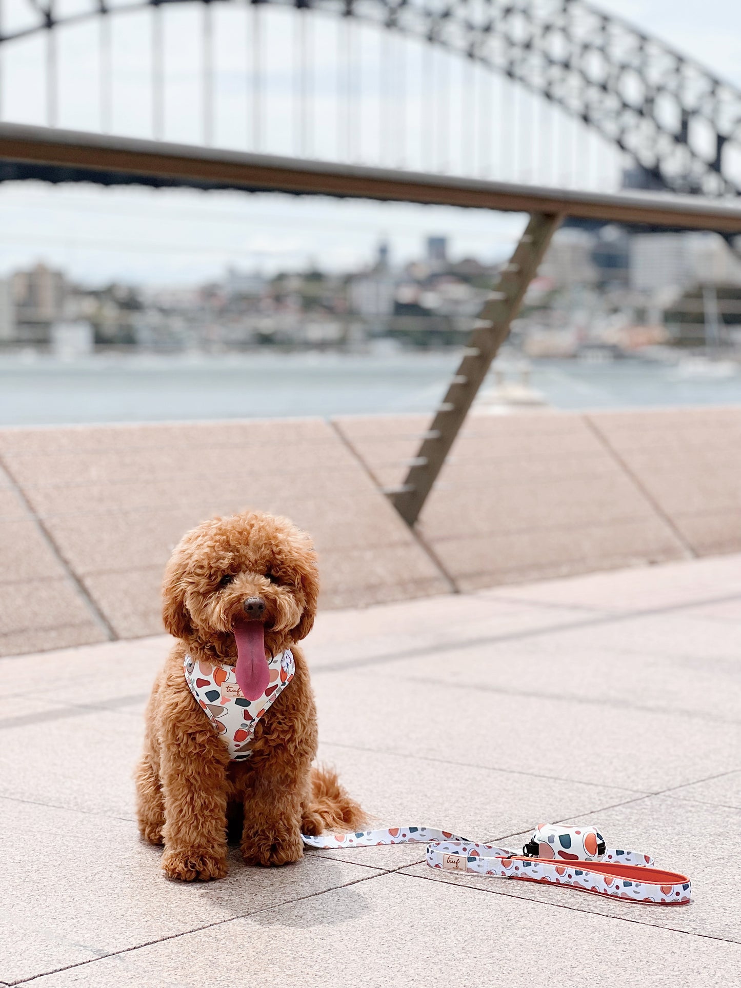 Edward Adjustable Dog Harness