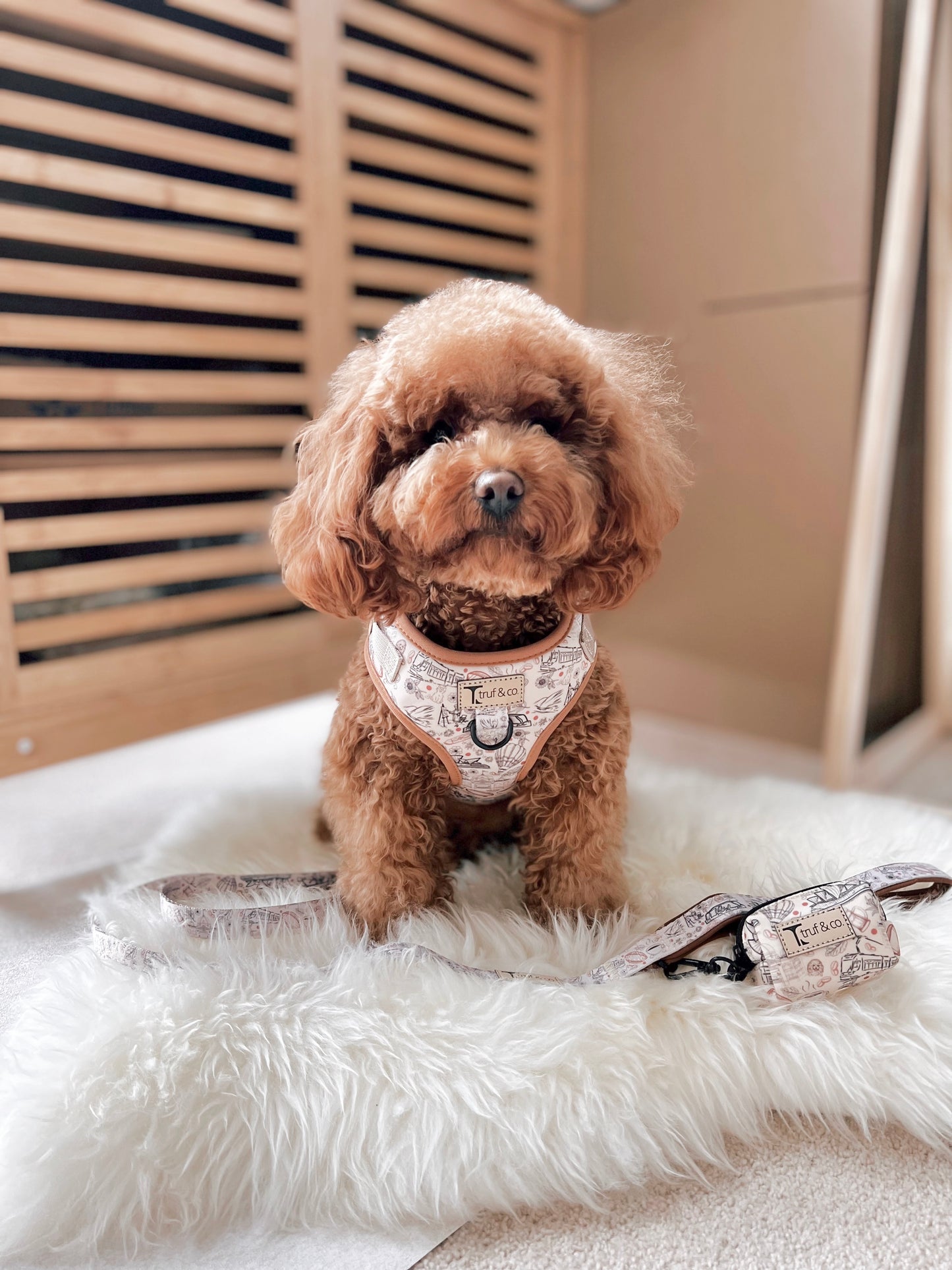 Wanderlust Adjustable Dog Harness