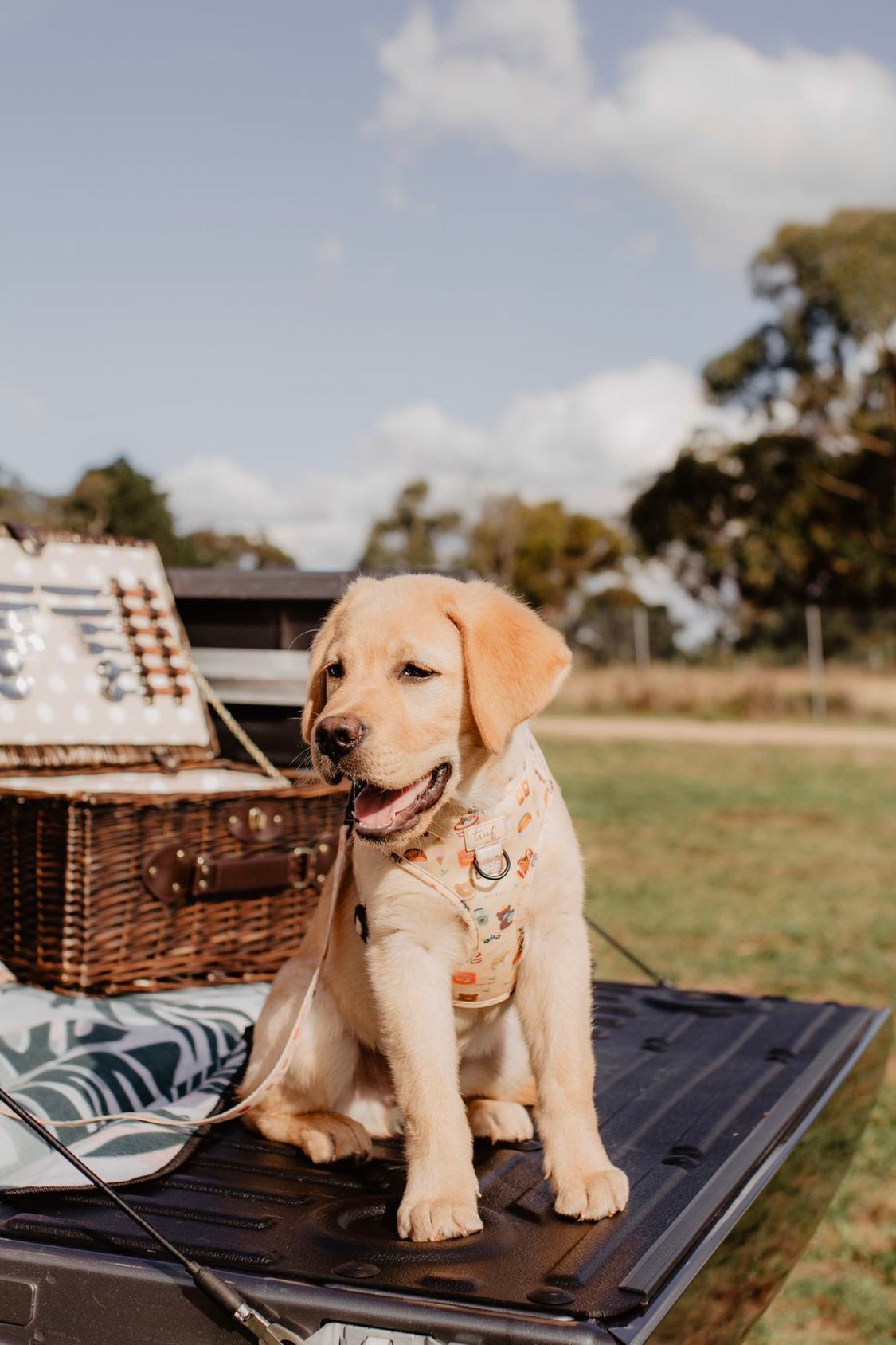 Lovers' Picnic Adjustable Dog Harness