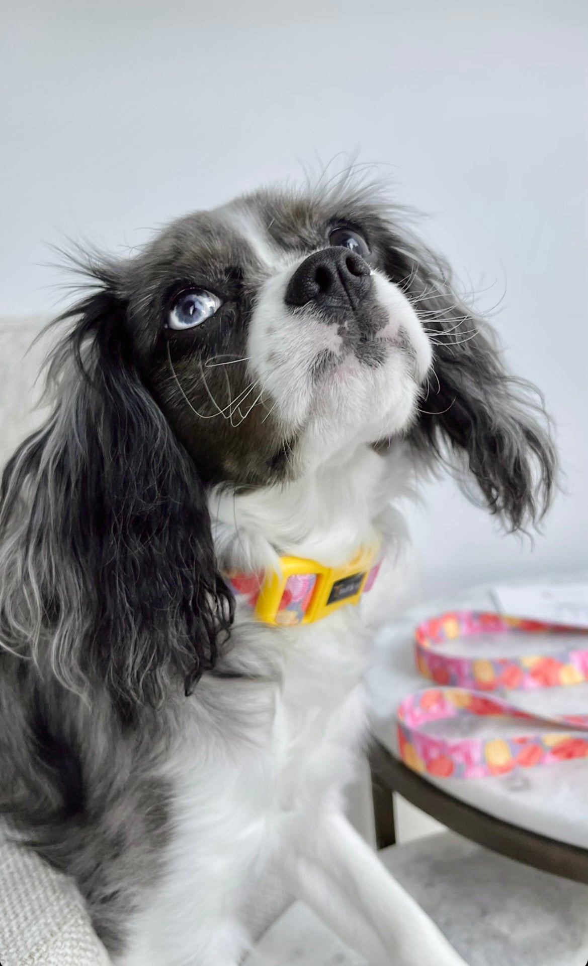 Blooming Dog Collar