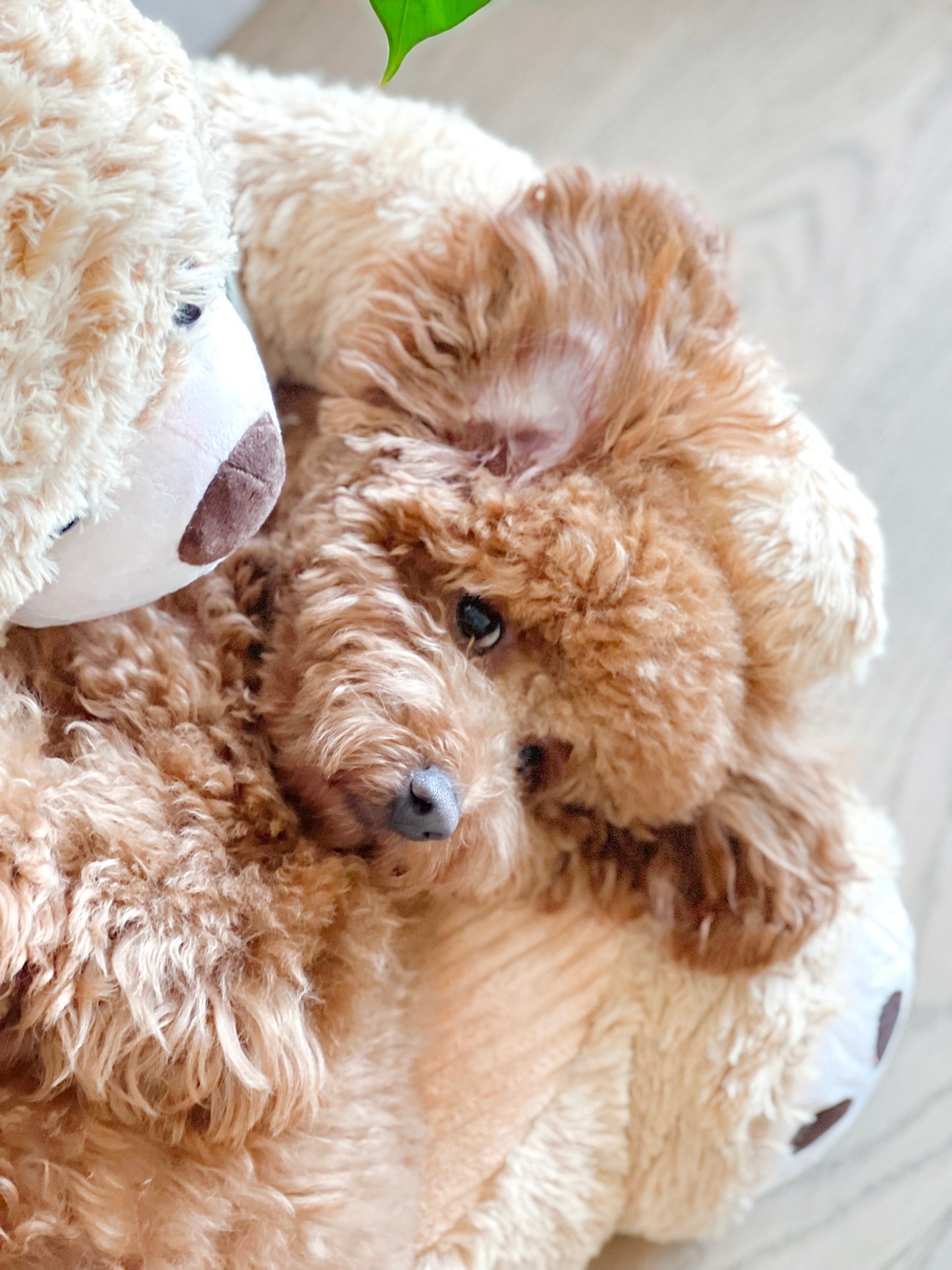 Cuddly Bear Pet Sofa