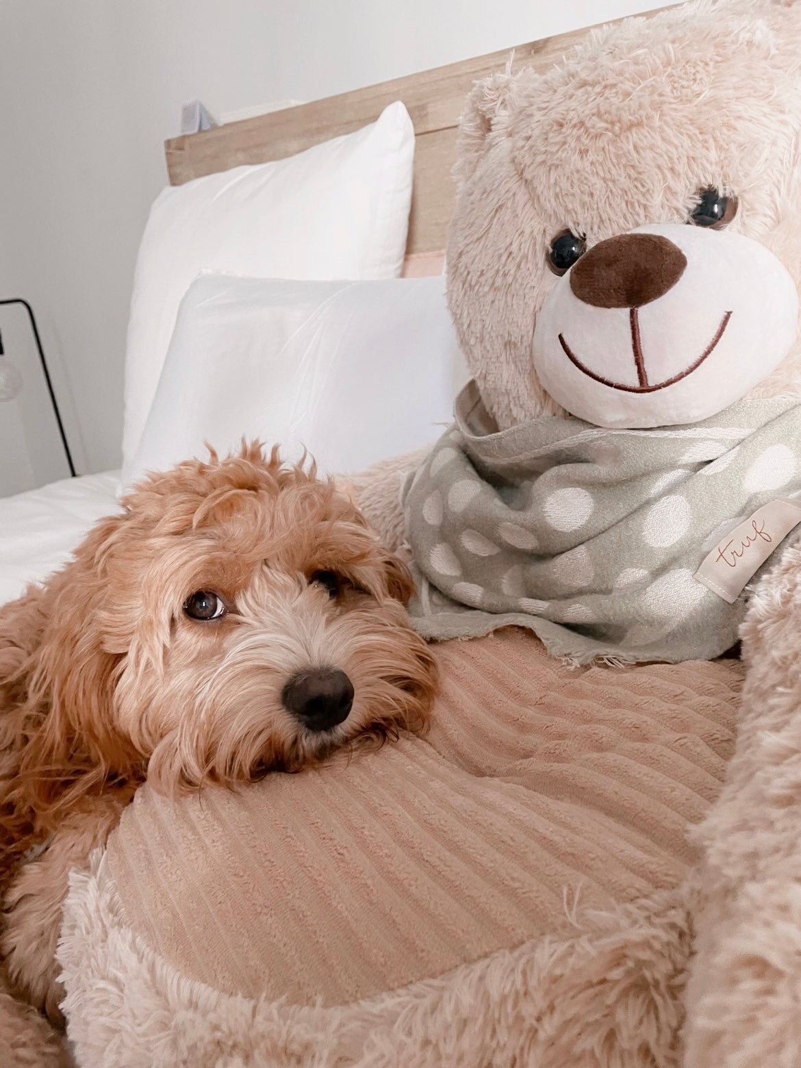 Cuddly Bear Pet Sofa