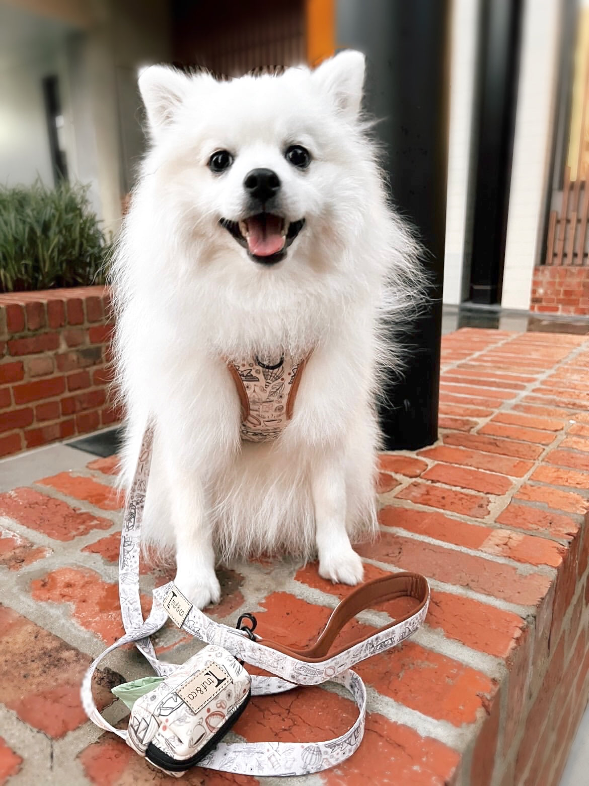 Wanderlust Adjustable Dog Harness