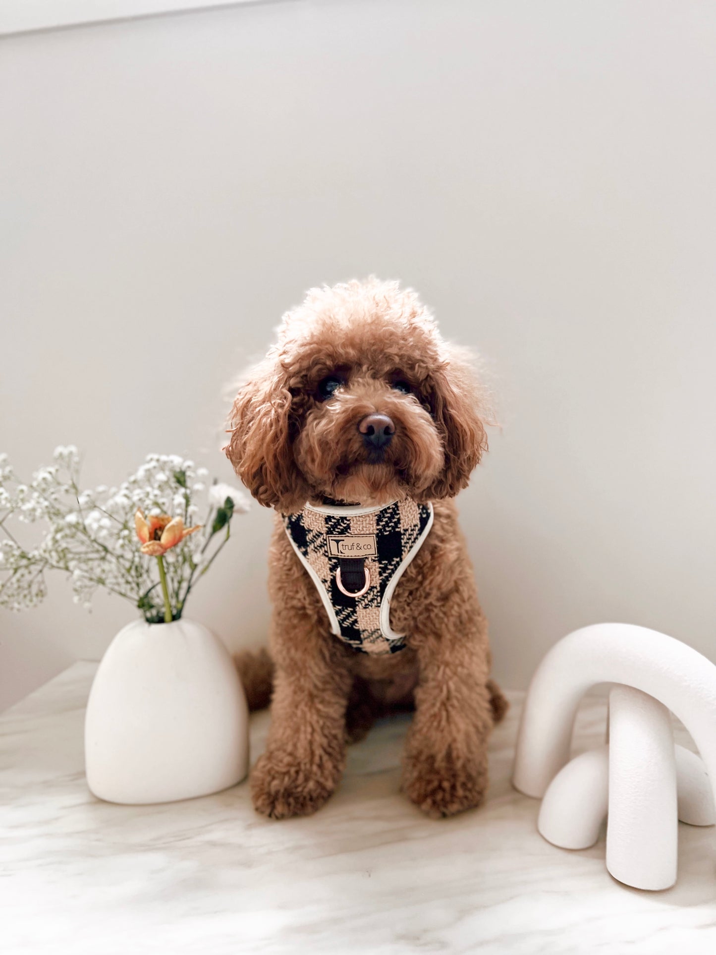 The Dreamers Adjustable Dog Harness