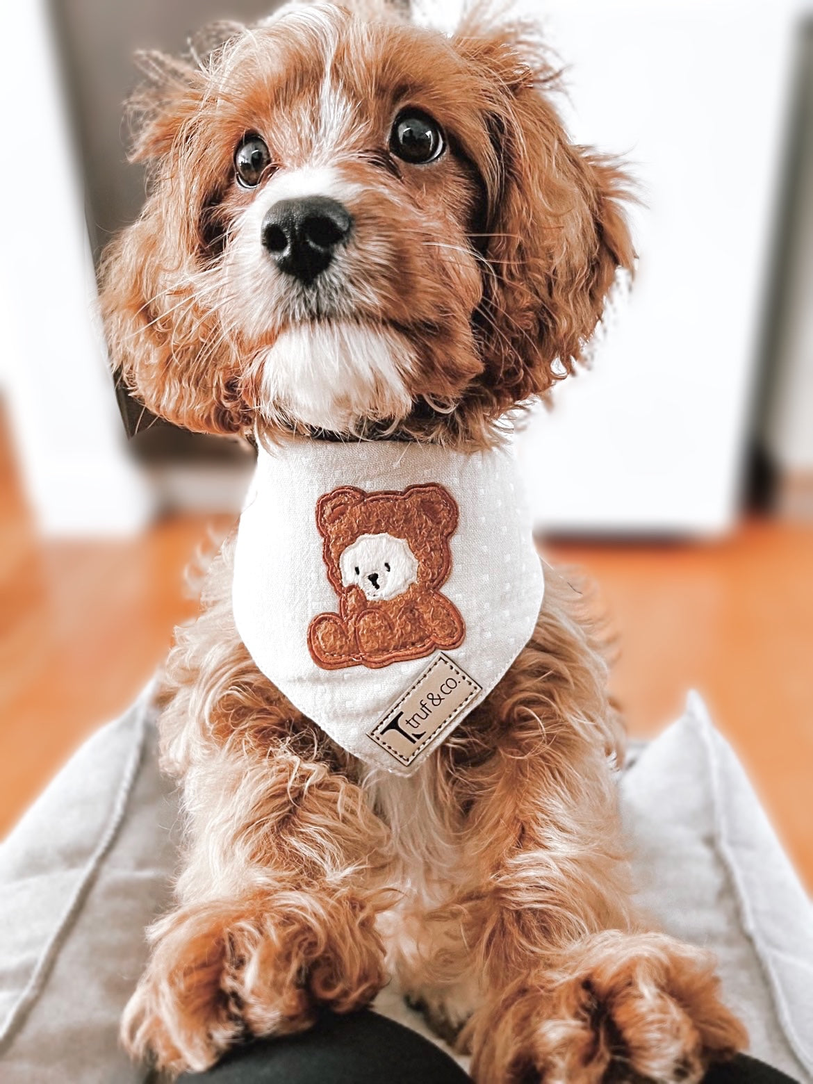 Brownies Bandana