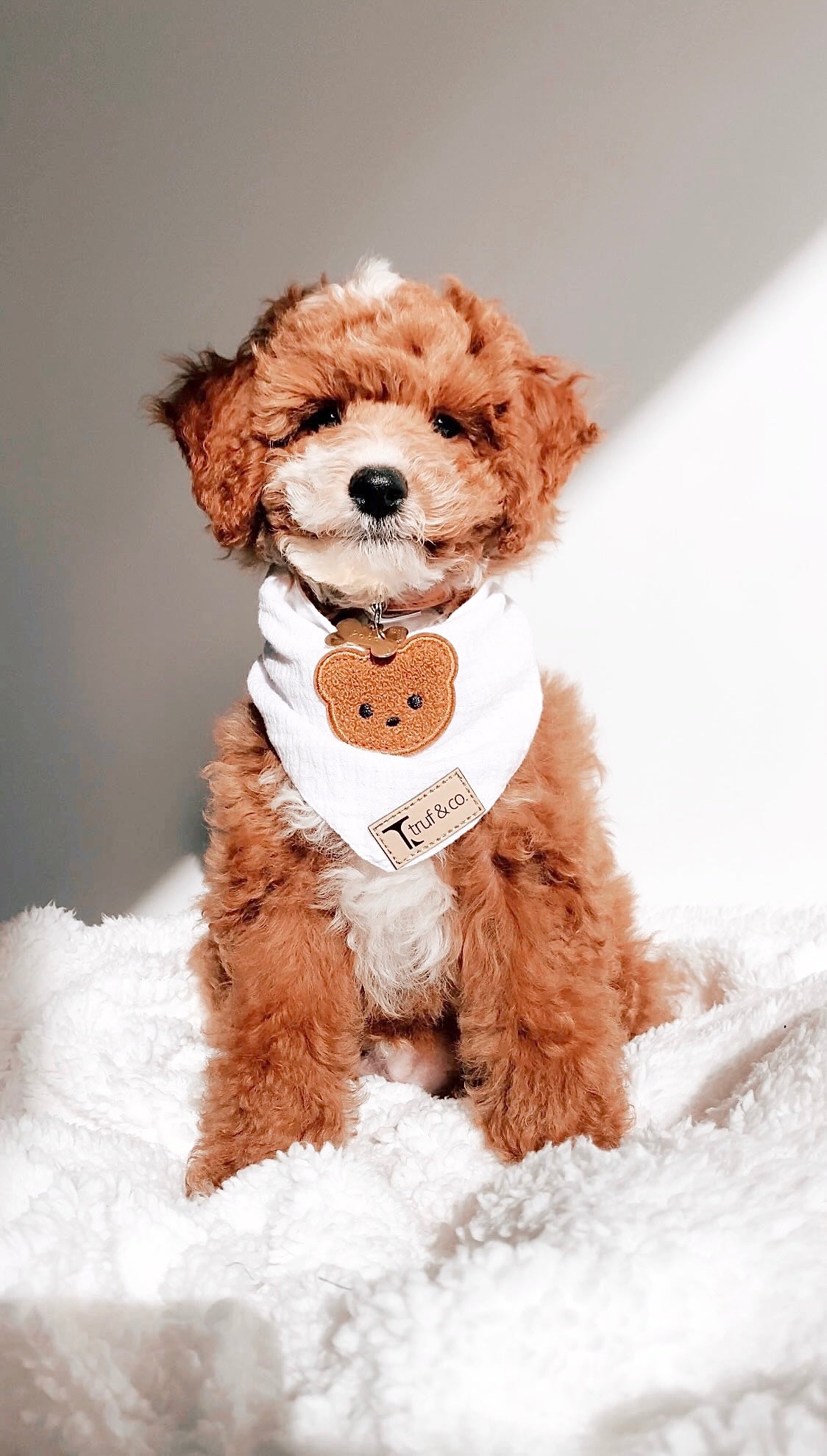 Teddy Bear Bandana