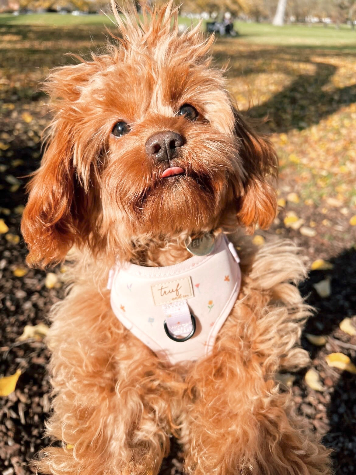 Truffle Adjustable Dog Harness