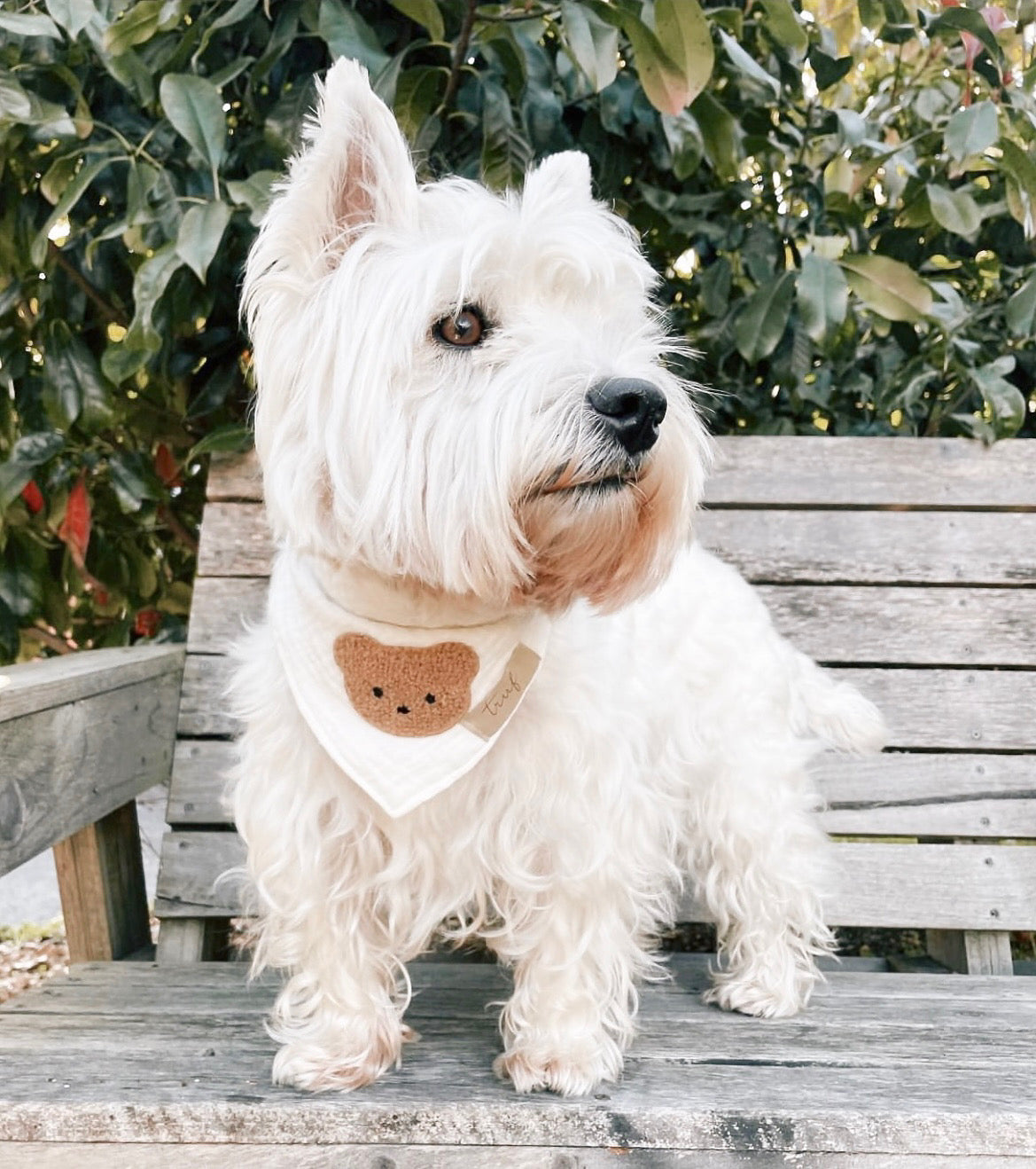 Teddy Bear Bandana