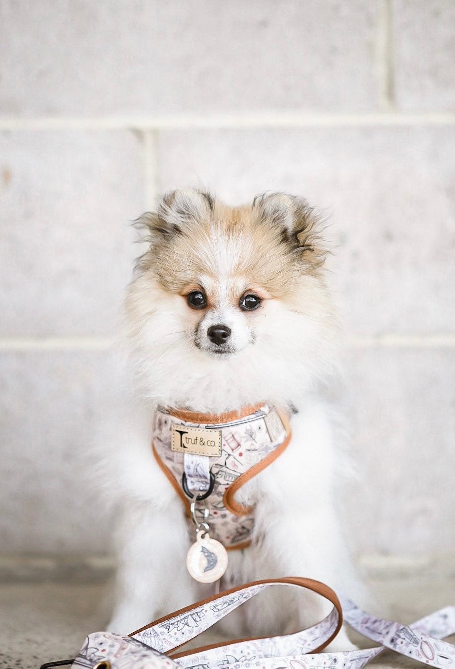 Wanderlust Adjustable Dog Harness