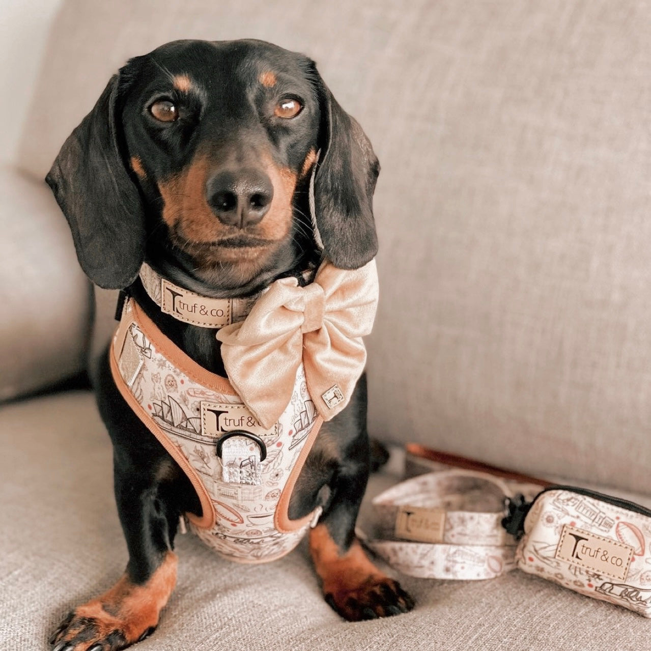 Wanderlust Adjustable Dog Harness