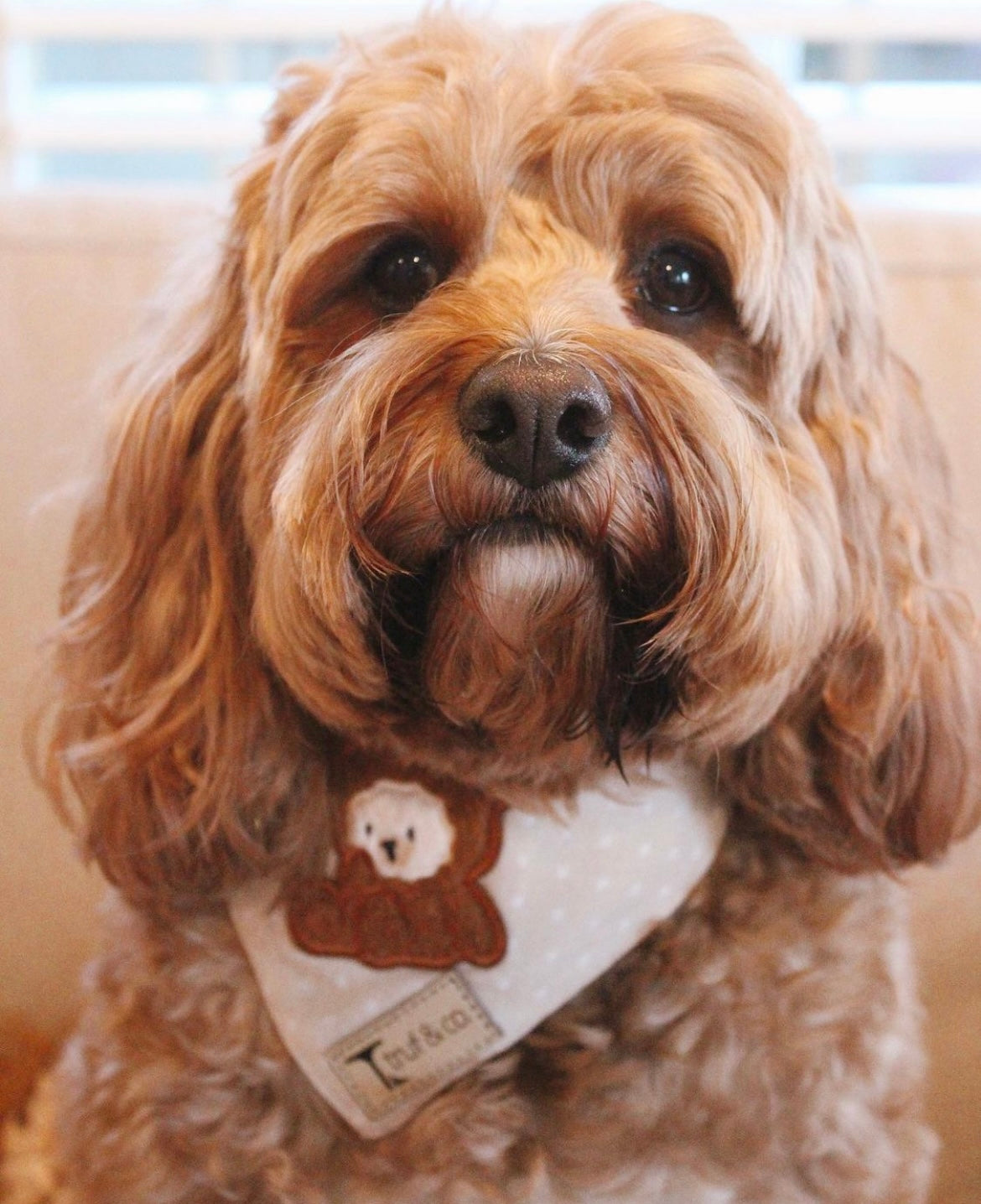 Brownies Bandana