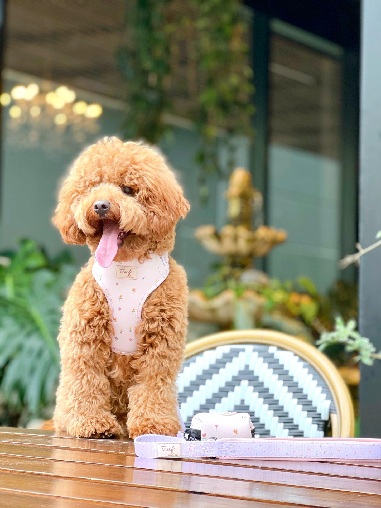 Truffle Dog Leash