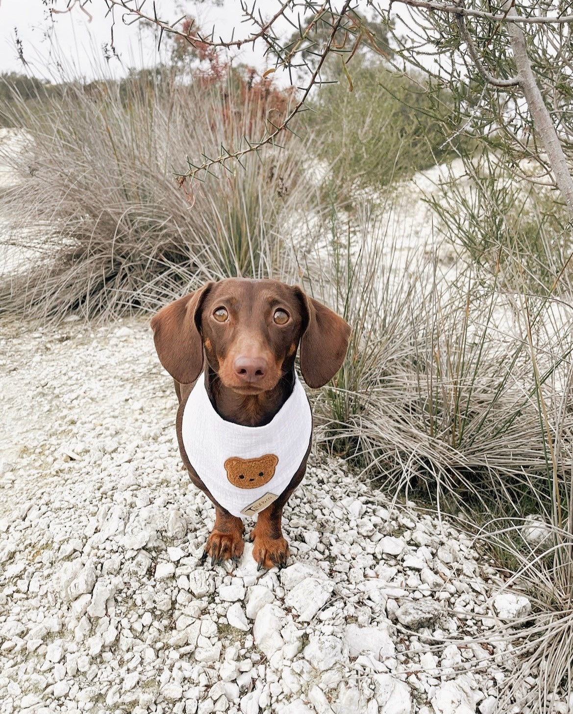 Teddy Bear Bandana